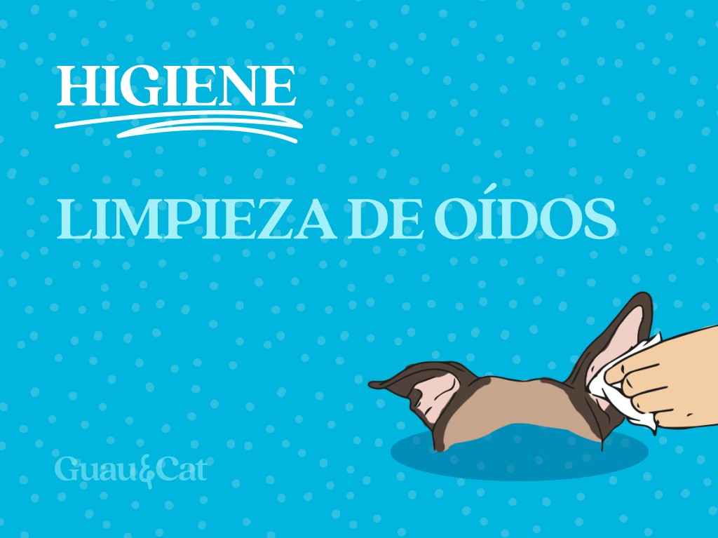 Limpieza de oídos en casa 