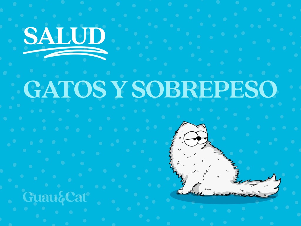 Sobrepeso en gatos: causas y cómo revertirlo