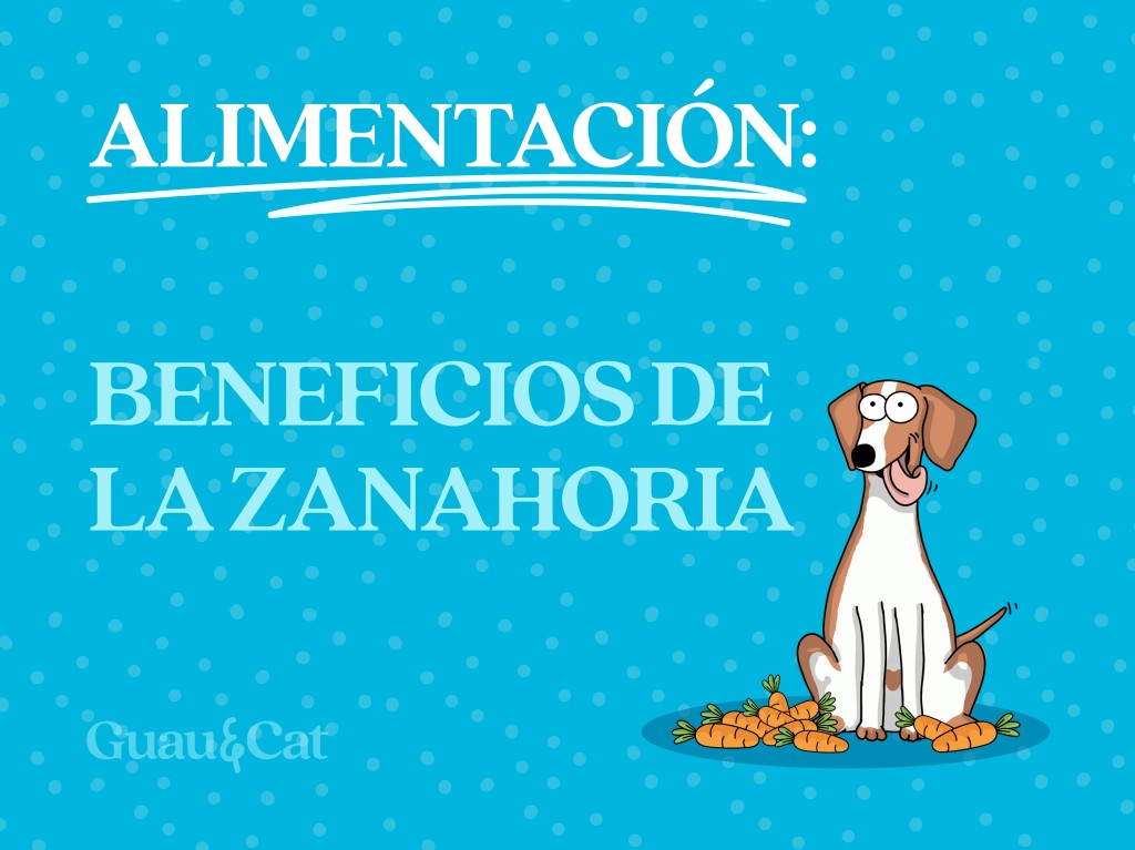 ¿Los perros pueden comer zanahoria?