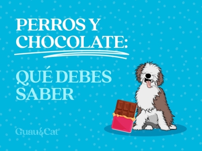 Qué pasa si un perro come chocolate