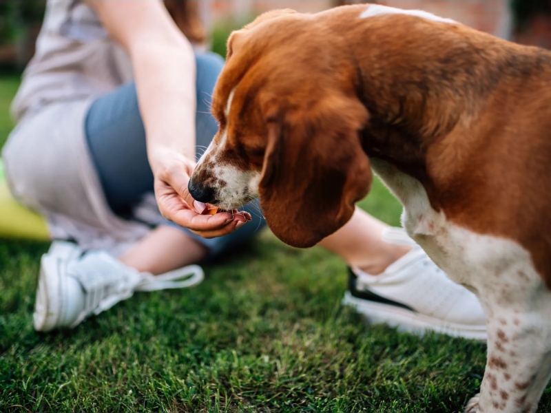 Snacks saludables para perro