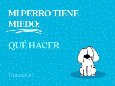 Cómo quitar el miedo a un perro