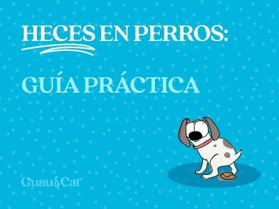 Guía completa de las heces del perro: colores, texturas y qué significan