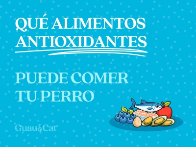 Alimentos antioxidantes para perros: Guía completa