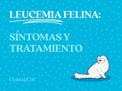 Leucemia felina