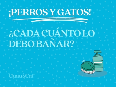 ¿Cada cuánto hay que bañar a un perro? ¿Y a mi gato?
