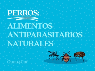 5 alimentos antiparasitarios naturales para tu perro