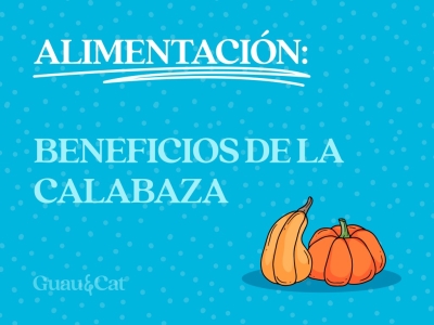 Calabaza para perros