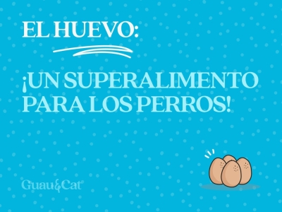 ¿Puedo añadir huevos en la dieta de los perros?