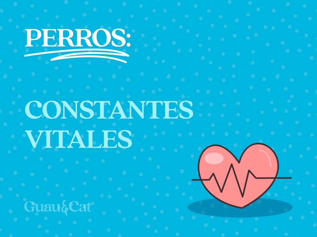 cuál es la frecuencia respiratoria normal de un cachorro