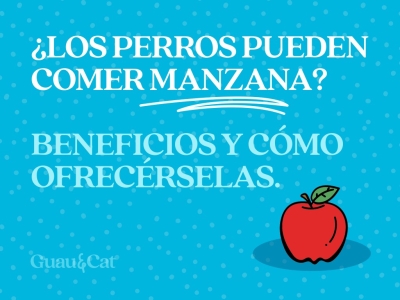 ¿Los perros pueden comer manzana?