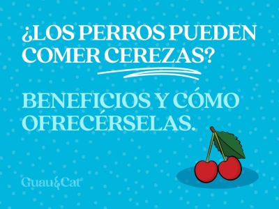 ¿Los perros pueden comer cerezas?
