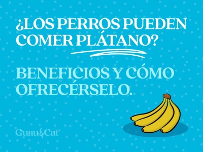 ¿Los perros pueden comer plátano?