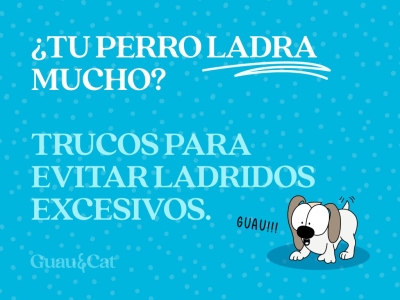 Trucos para que un perro no ladre