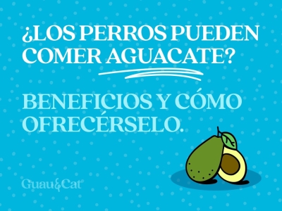 ¿Los perros pueden comer aguacate?