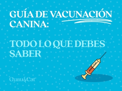 Vacunas obligatorias y recomendadas en perros - Calendario de vacunación canino