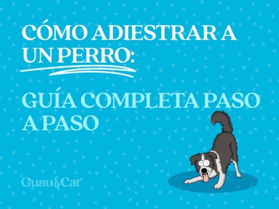 Como adiestrar a un perro
