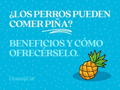 ¿Los perros pueden comer piña?