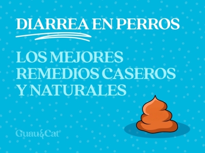 Remedios caseros para la diarrea en perros