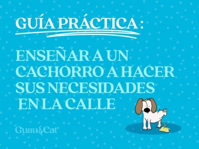 Cómo enseñar a un cachorro a hacer sus necesidades en la calle