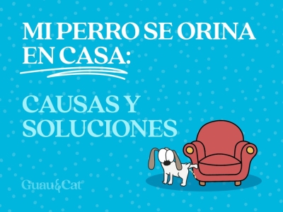 Mi perro se orina en casa y antes no lo hacía