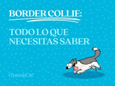 Border Collie cachorro: lo que necesitas saber antes de adoptarlo