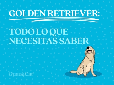 Cachorro Golden Retriever: guía completa para su educación y cuidados