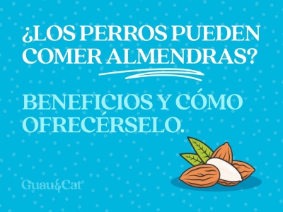 ¿Los perros pueden comer almendras?