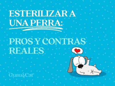 Inconvenientes de esterilizar a una perra