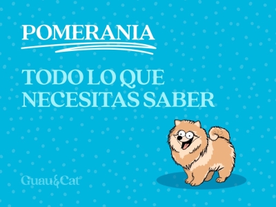 Cachorro de Pomerania: qué necesita para crecer sano y feliz