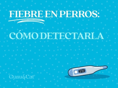 Cómo saber si un perro tiene fiebre