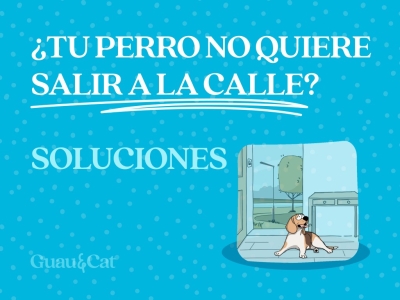 Mi perro no quiere salir a la calle: cómo ayudarlo