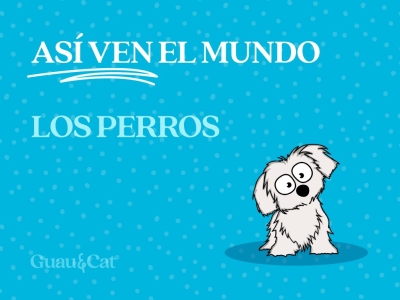 Cómo ven los perros