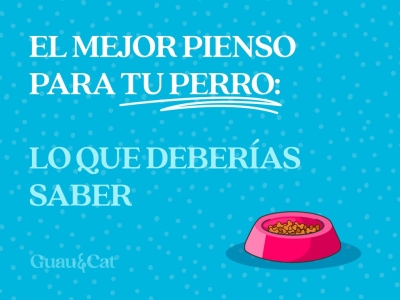 El mejor pienso para perros