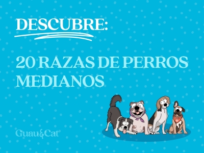 La guía completa de las razas de perros medianos