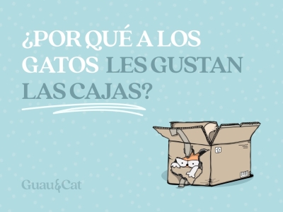 ¿Por qué a los gatos les gustan las cajas?