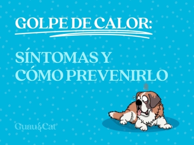 Síntomas de golpes de calor en perros y cómo  prevenirlos