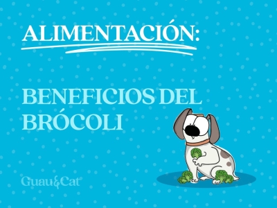 Brócoli para perros 