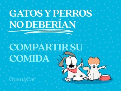 Que pasa si un perro come comida de gato