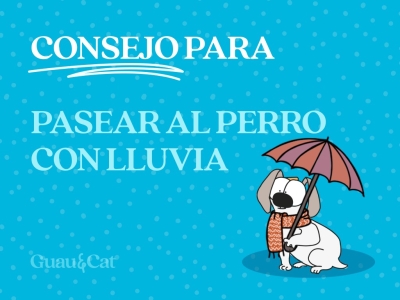 Consejos para pasear al perro con lluvia 