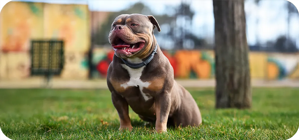 American Bully, retrato frontal