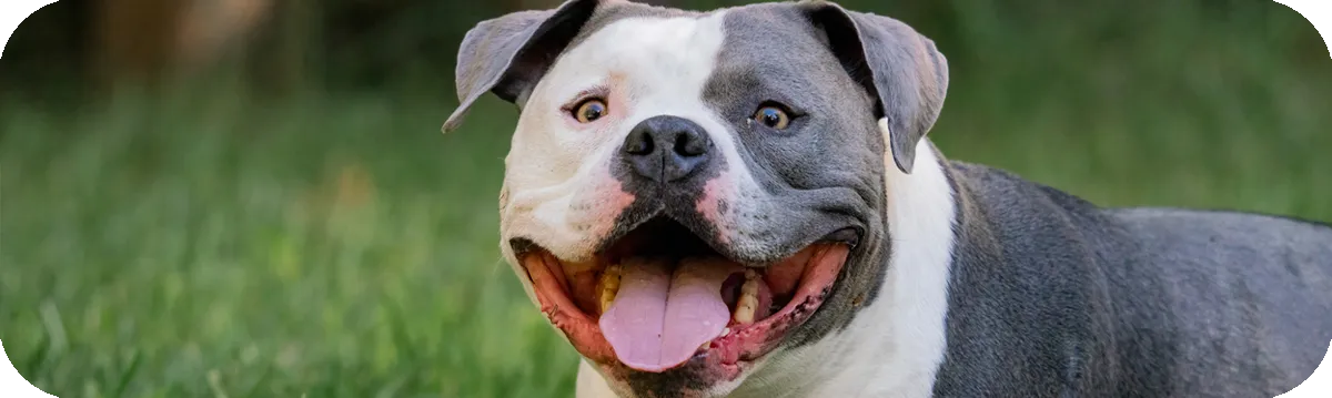 American Bully, primer plano