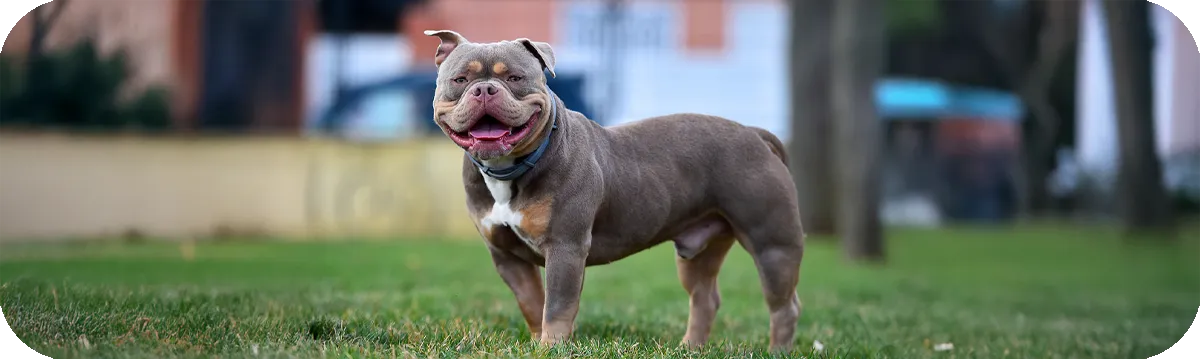 American Bully al aire libre