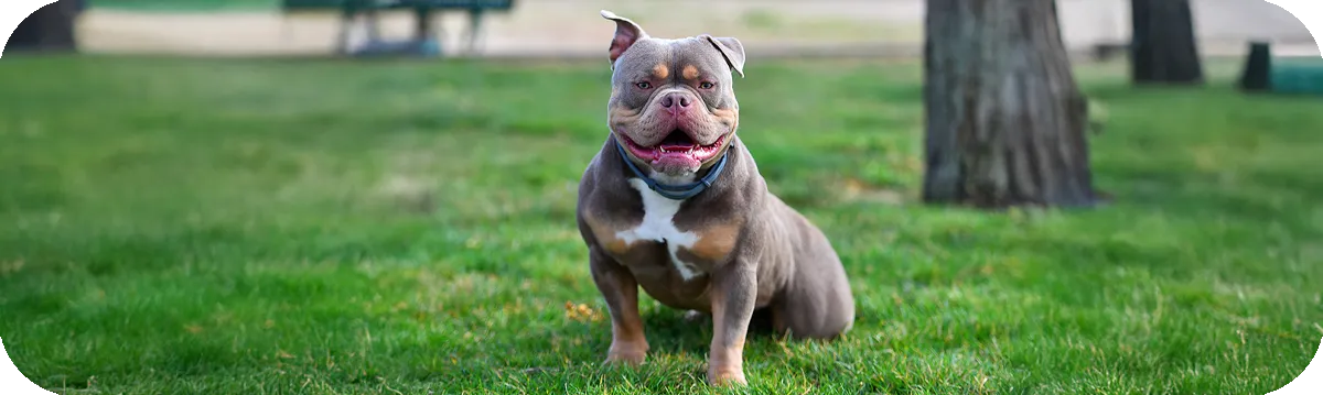 American Bully en plena actividad al aire libre