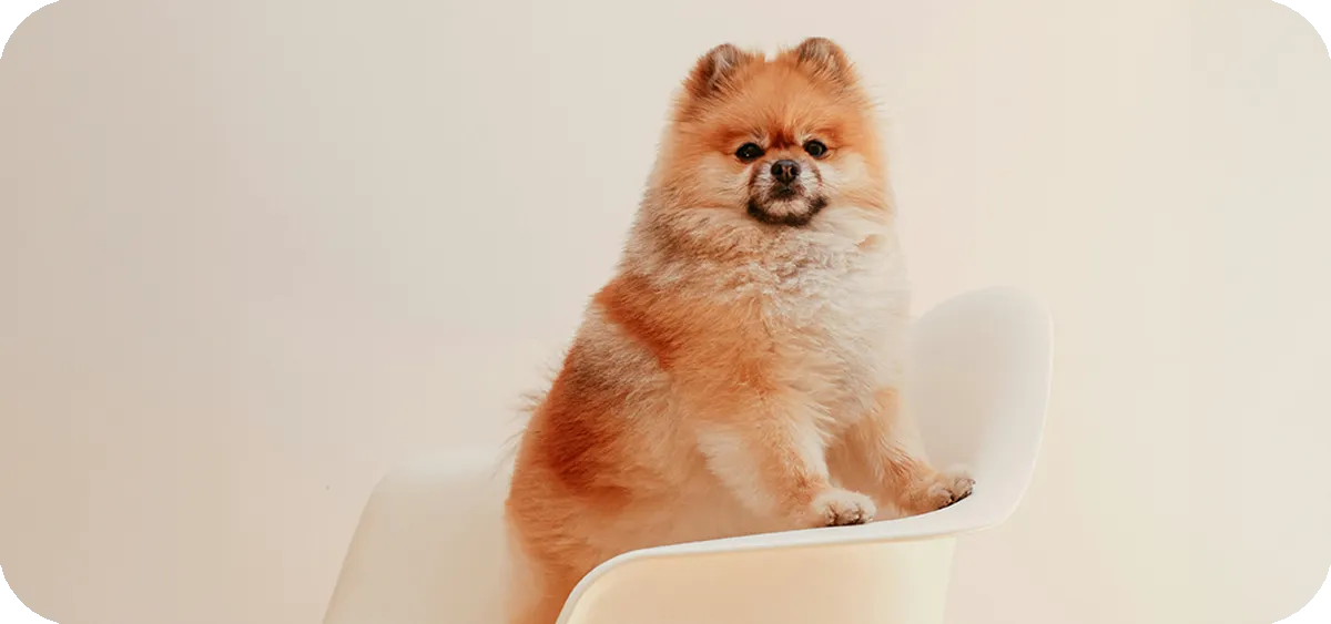 Pomerania, retrato frontal