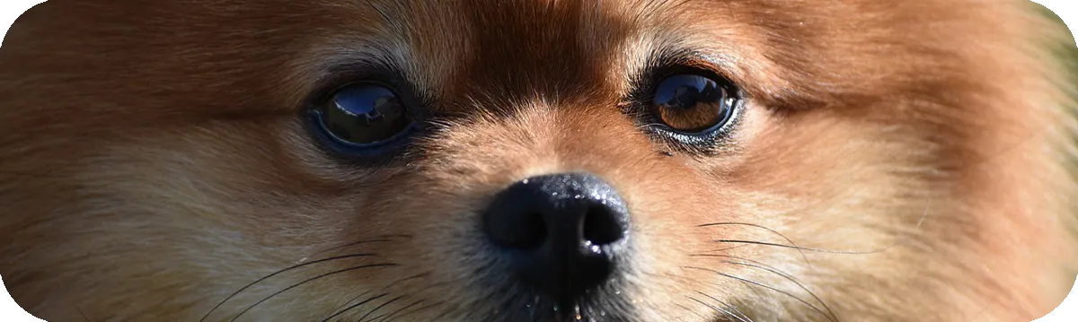 Pomerania, primer plano