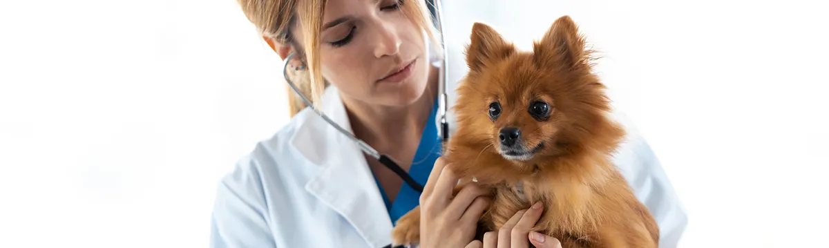 Pomerania de cerca sobre hierba