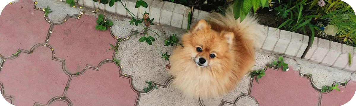 Pomerania de pie sobre hierba