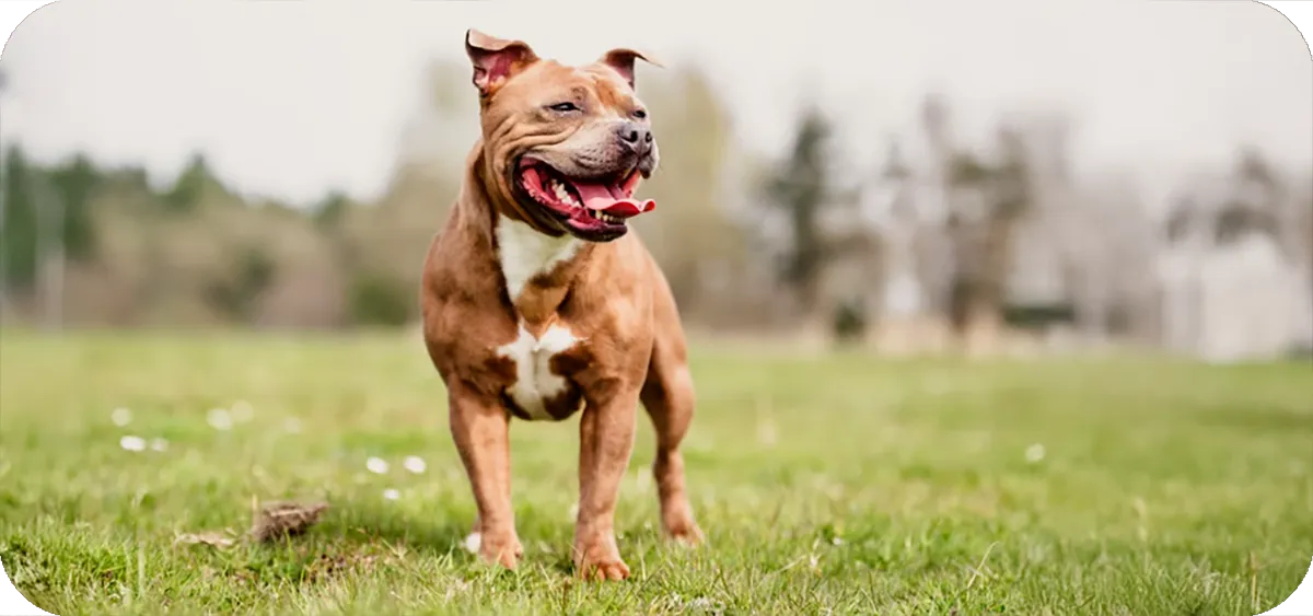 Staffordshire Bull Terrier, retrato frontal