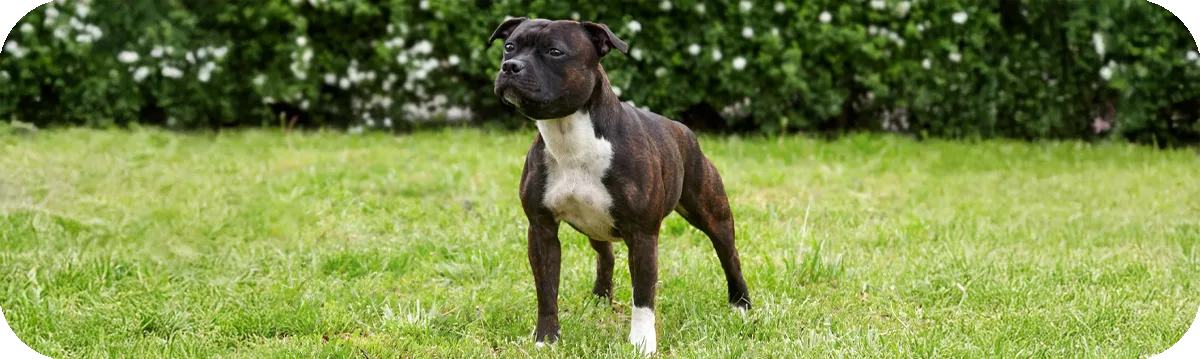 Staffordshire Bull Terrier, primer plano